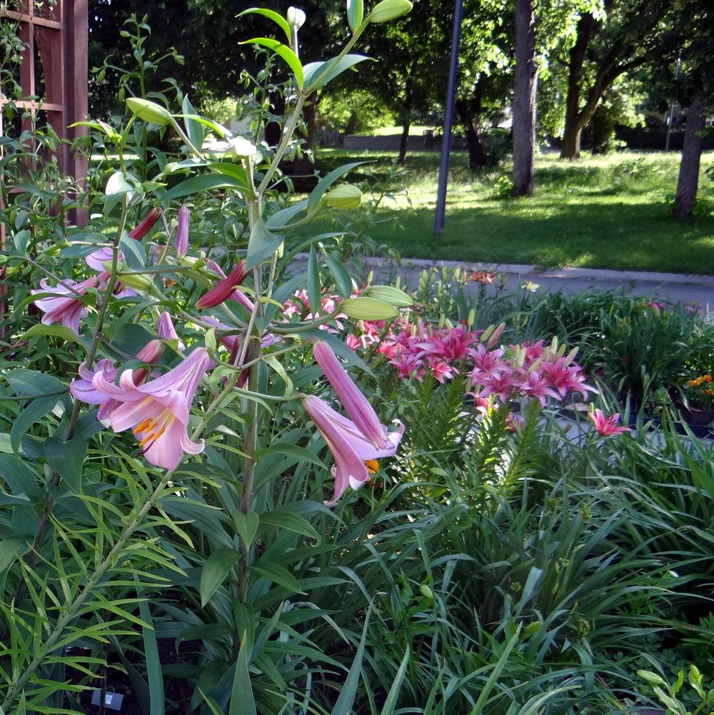 Photo of Lilies (Lilium) uploaded by stilldew