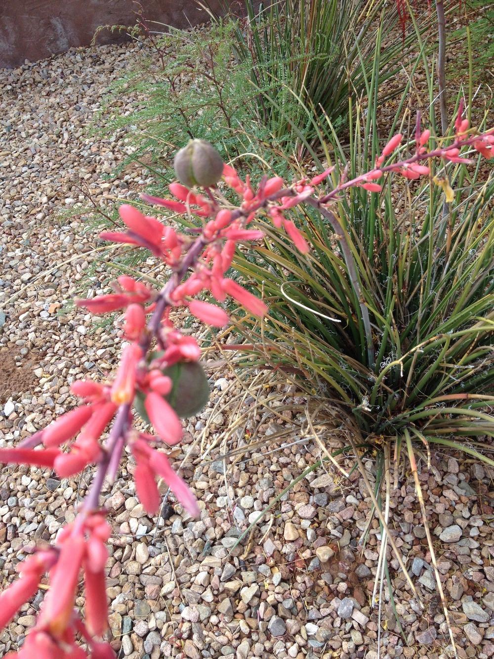 Photo of Red Yucca (Hesperaloe parviflora) uploaded by Anderwood