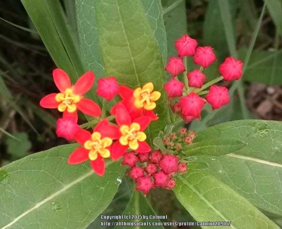Photo of Tropical Milkweed (Asclepias curassavica) uploaded by Catmint20906