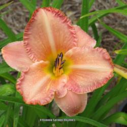 Location: O'bannon Springs Daylilies
Date: 2015-06-18