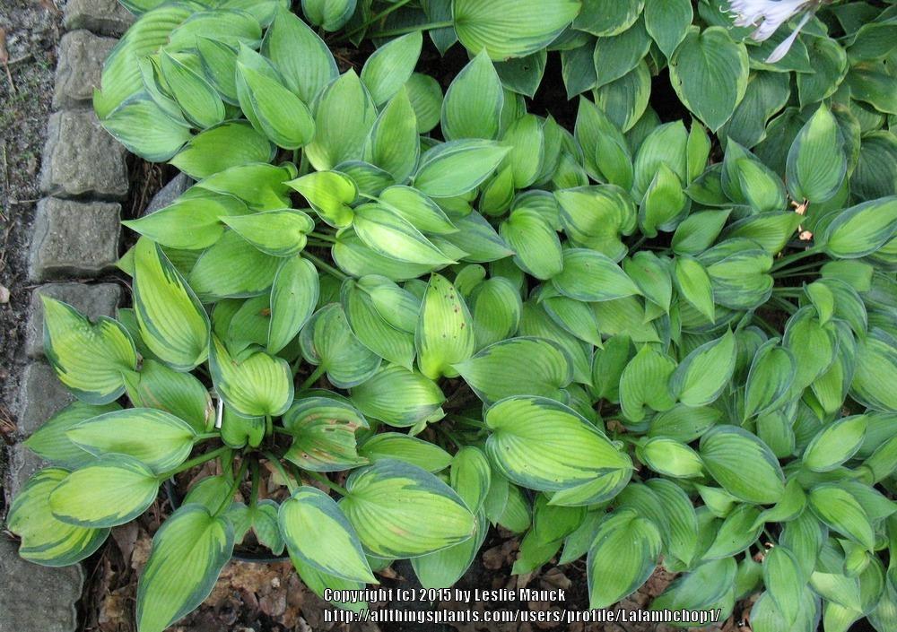 Photo of Hosta 'June' uploaded by Lalambchop1