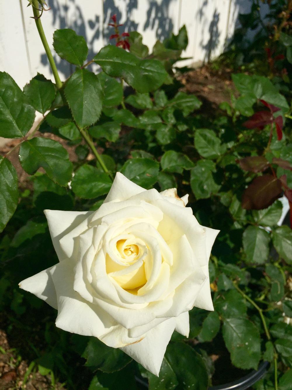 Photo of Rose (Rosa 'Pope John Paul II') uploaded by Mark619
