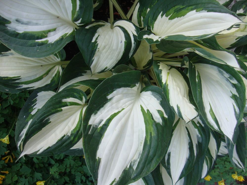 Photo of Hosta 'Fire and Ice' uploaded by Paul2032