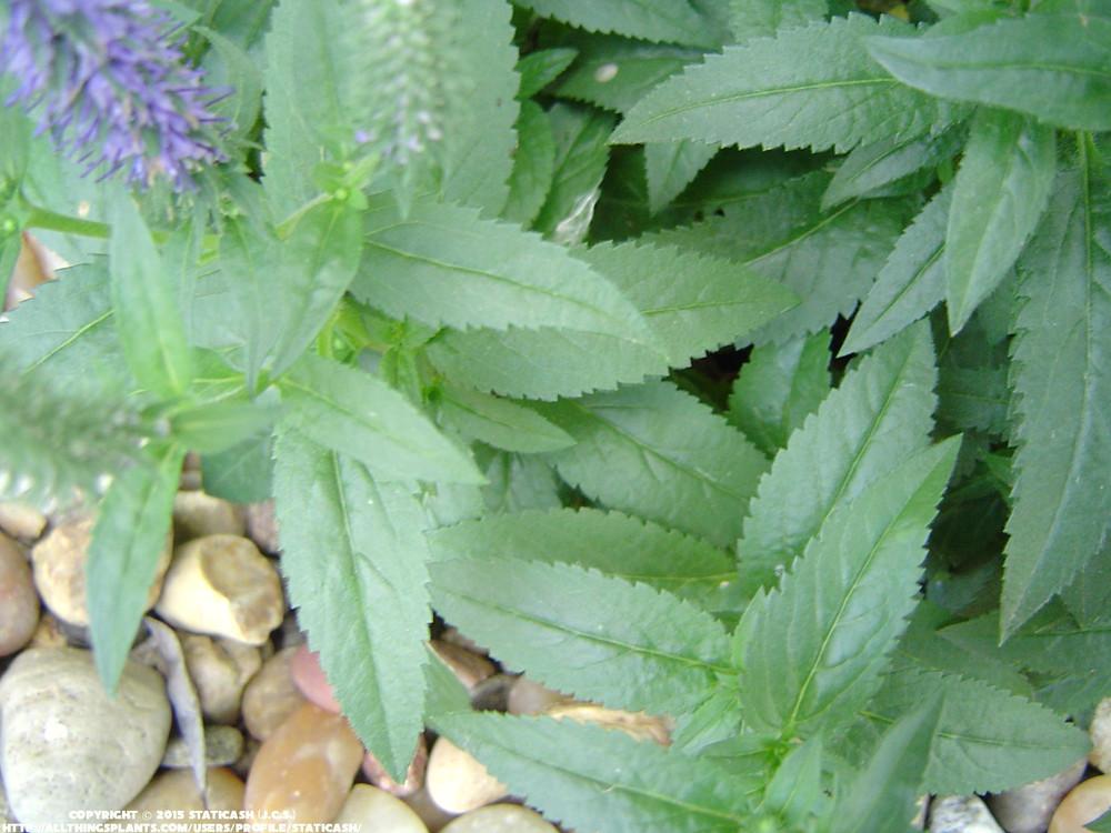 Photo of Spike Speedwell (Veronica spicata Royal Candles) uploaded by StaticAsh