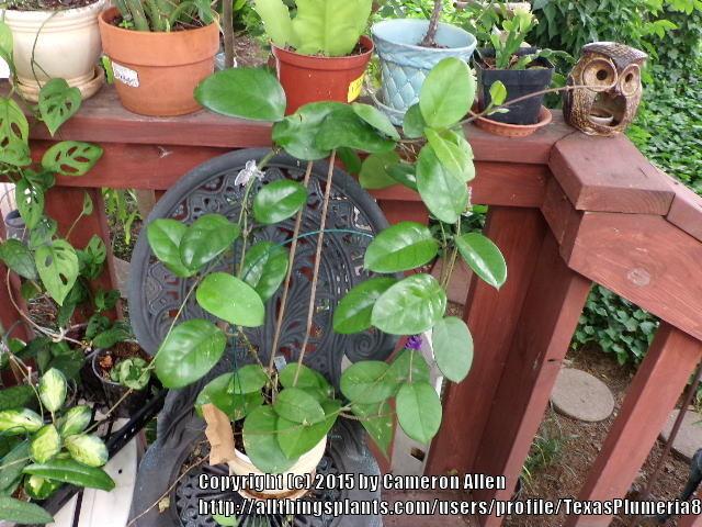 Photo of Wax Plant (Hoya fungii) uploaded by TexasPlumeria87