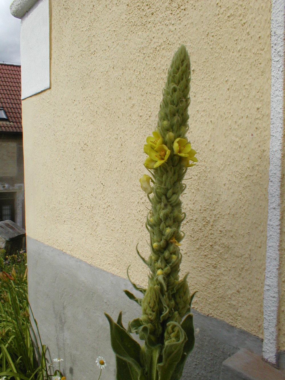 Photo of Common Mullein (Verbascum thapsus) uploaded by admin
