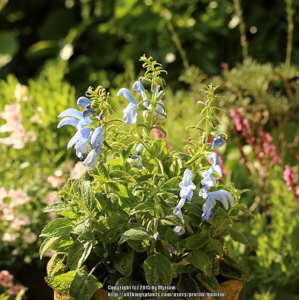 Photo of Salvia (Salvia patens 'Patio Sky Blue') uploaded by bonitin
