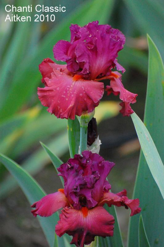 Photo of Tall Bearded Iris (Iris 'Chianti Classic') uploaded by coboro