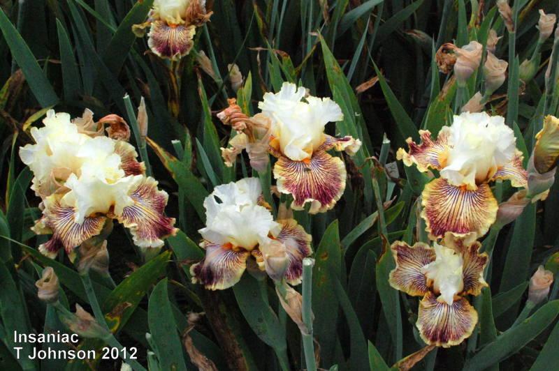 Photo of Tall Bearded Iris (Iris 'Insaniac') uploaded by coboro