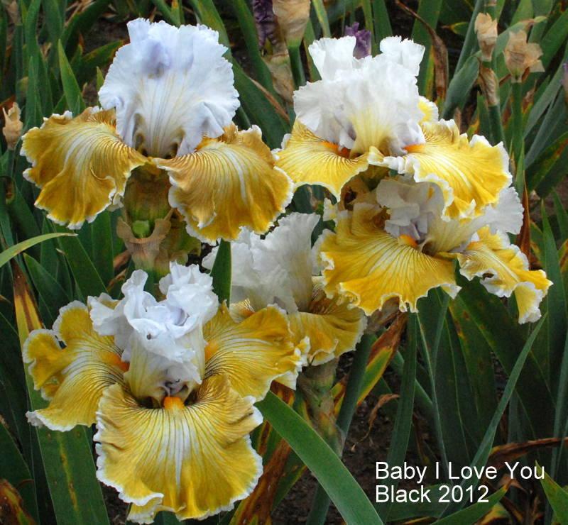 Photo of Tall Bearded Iris (Iris 'Baby I Love You') uploaded by coboro