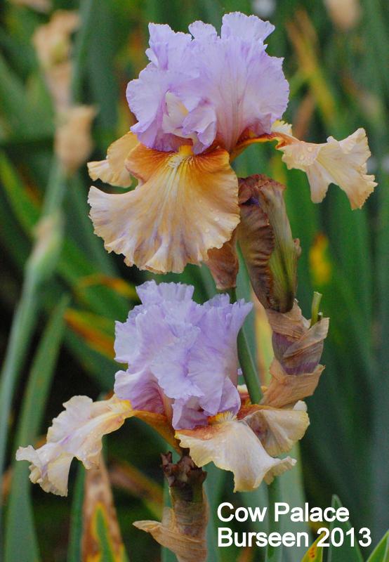 Photo of Tall Bearded Iris (Iris 'Cow Palace') uploaded by coboro