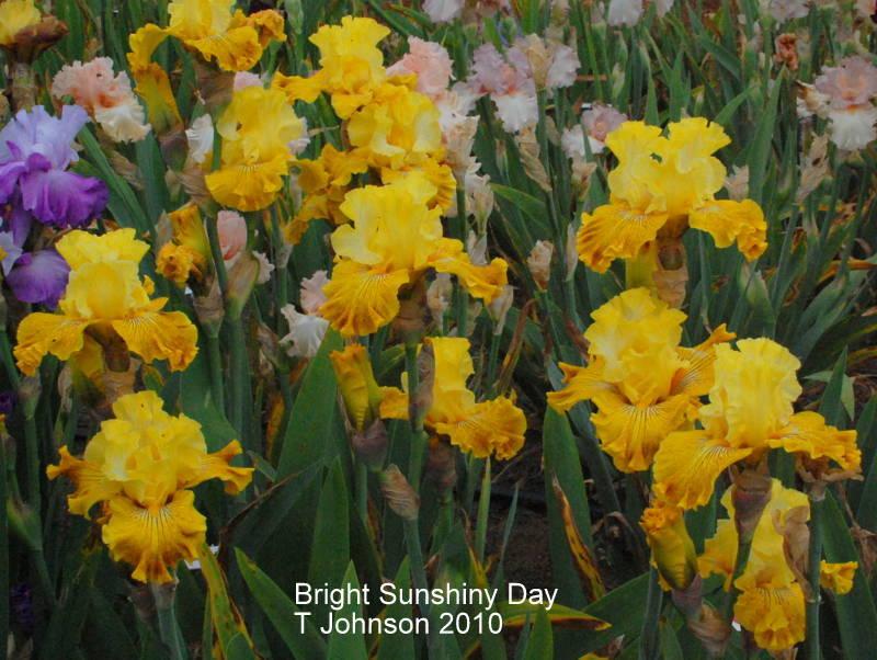 Photo of Tall Bearded Iris (Iris 'Bright Sunshiny Day') uploaded by coboro