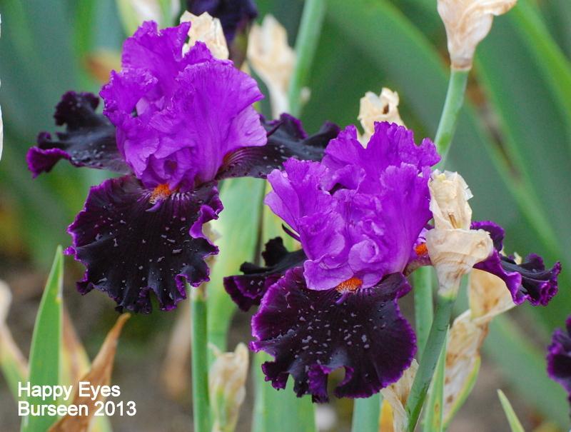 Photo of Tall Bearded Iris (Iris 'Happy Eyes') uploaded by coboro