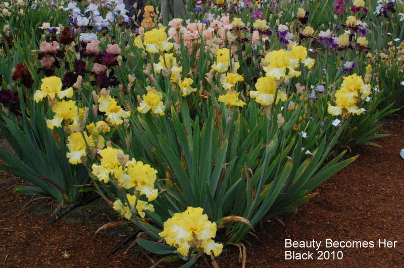 Photo of Tall Bearded Iris (Iris 'Beauty Becomes Her') uploaded by coboro