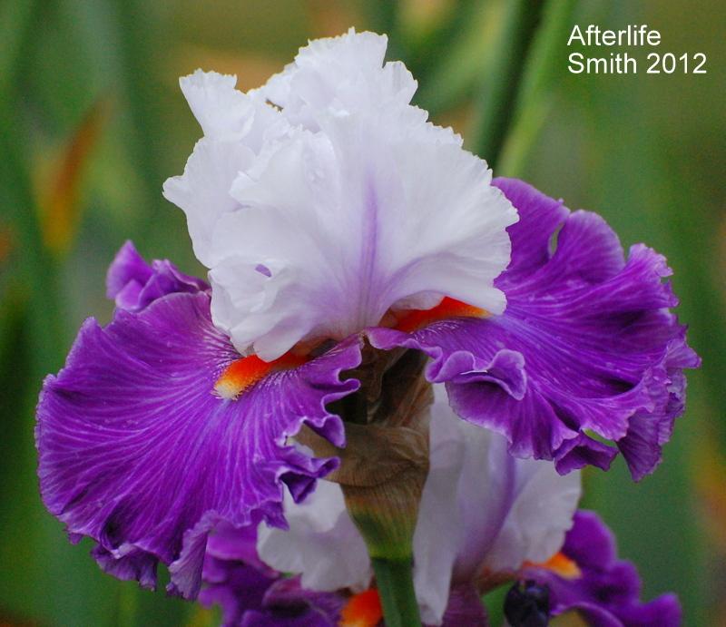 Photo of Tall Bearded Iris (Iris 'Afterlife') uploaded by coboro