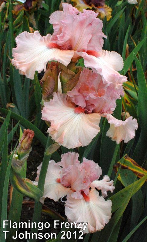 Photo of Tall Bearded Iris (Iris 'Flamingo Frenzy') uploaded by coboro