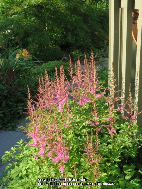 Photo of Astilbe 'Amethyst' uploaded by ge1836