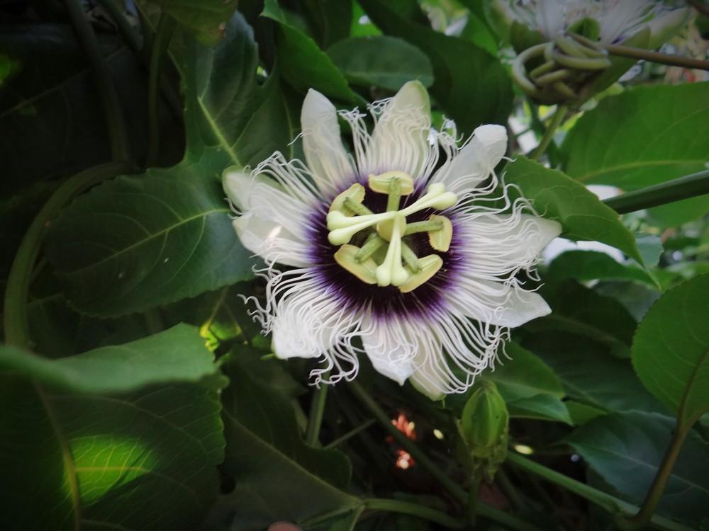 Photo of Passion Flower (Passiflora edulis) uploaded by hawkarica