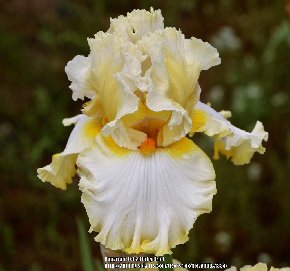 Photo of Tall Bearded Iris (Iris 'Diamond Broker') uploaded by ARUBA1334