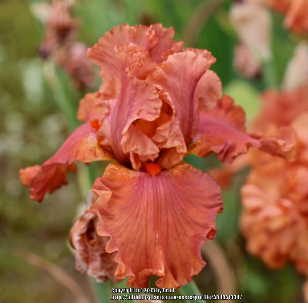 Photo of Tall Bearded Iris (Iris 'Rusty Taylor') uploaded by ARUBA1334