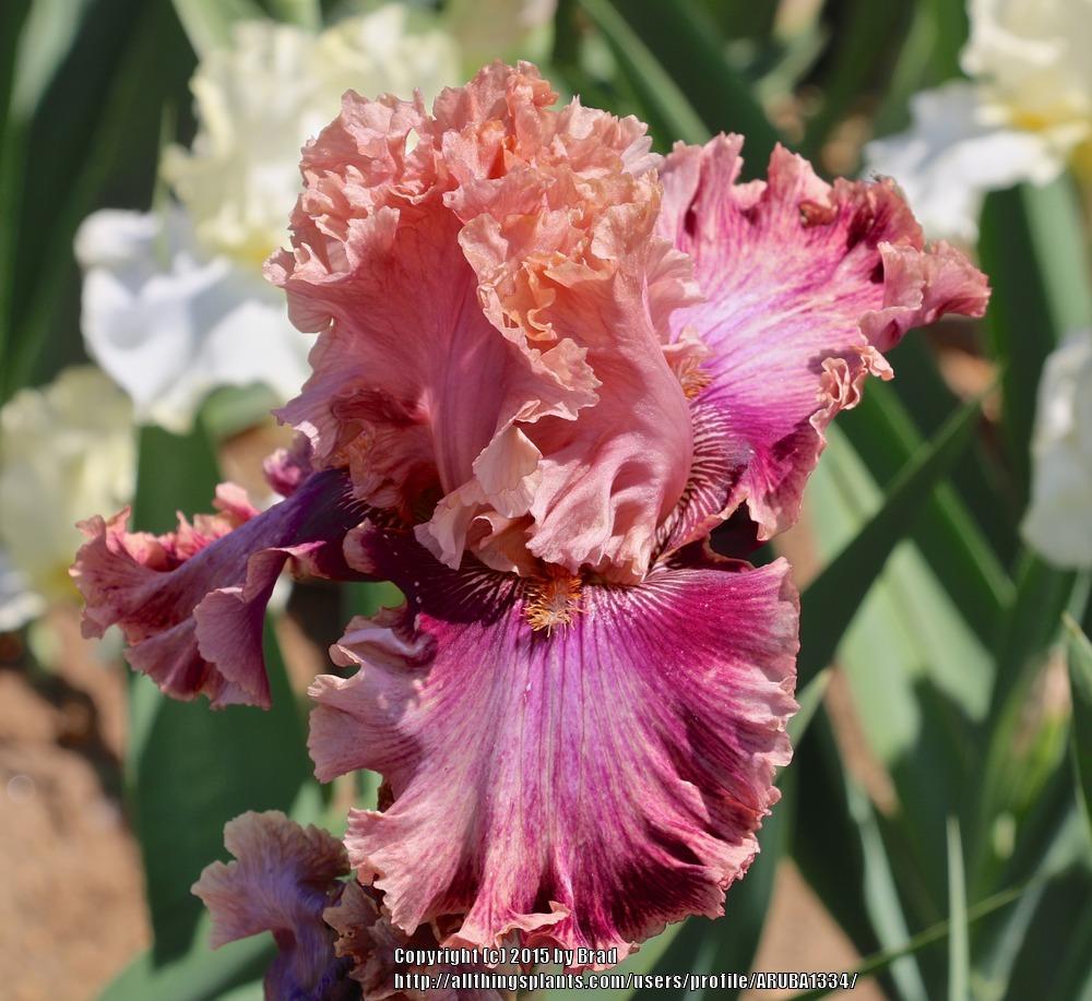 Photo of Tall Bearded Iris (Iris 'Lord of Mayfair') uploaded by ARUBA1334