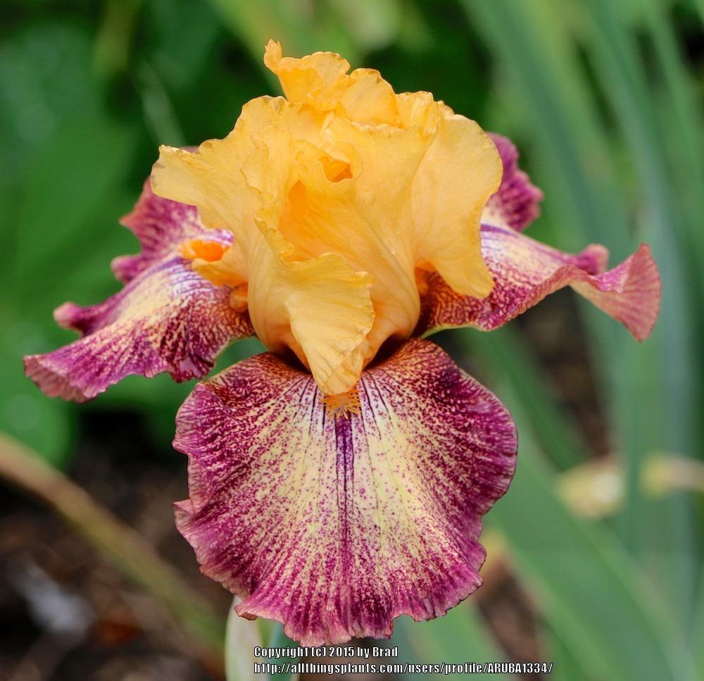 Photo of Tall Bearded Iris (Iris 'Octopi Pi') uploaded by ARUBA1334
