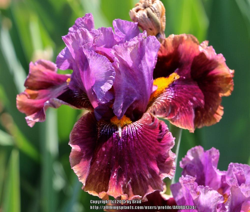 Photo of Tall Bearded Iris (Iris 'No Fear No Peer') uploaded by ARUBA1334