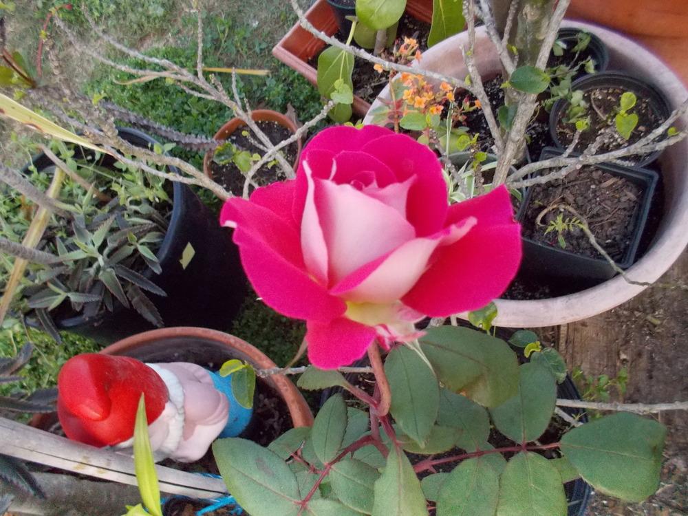Photo of Rose (Rosa 'Love') uploaded by Blondmyk