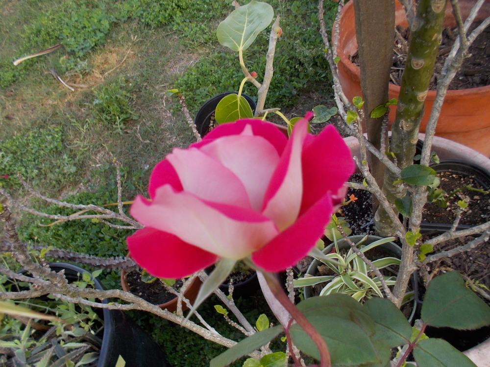 Photo of Rose (Rosa 'Love') uploaded by Blondmyk