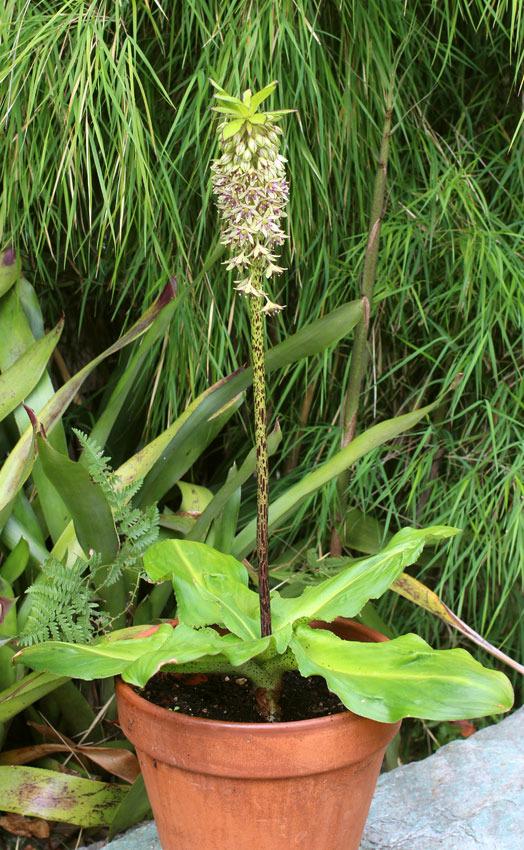 Photo of Pineapple Lily (Eucomis bicolor) uploaded by Calif_Sue