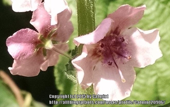Photo of Ornamental Mullein (Verbascum 'Southern Charm') uploaded by Catmint20906