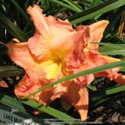 Location: Chapin, SC
Date: June 2015
Taken at Bruce Smith's Carolina Daylilies mid-afternoon.