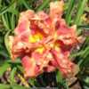 Taken at Bruce Smith's Carolina Daylilies mid-afternoon.