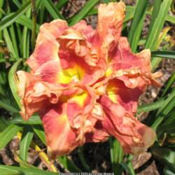 Location: Chapin, SC
Date: 2015-06-09
Taken at Bruce Smith's Carolina Daylilies mid-afternoon.