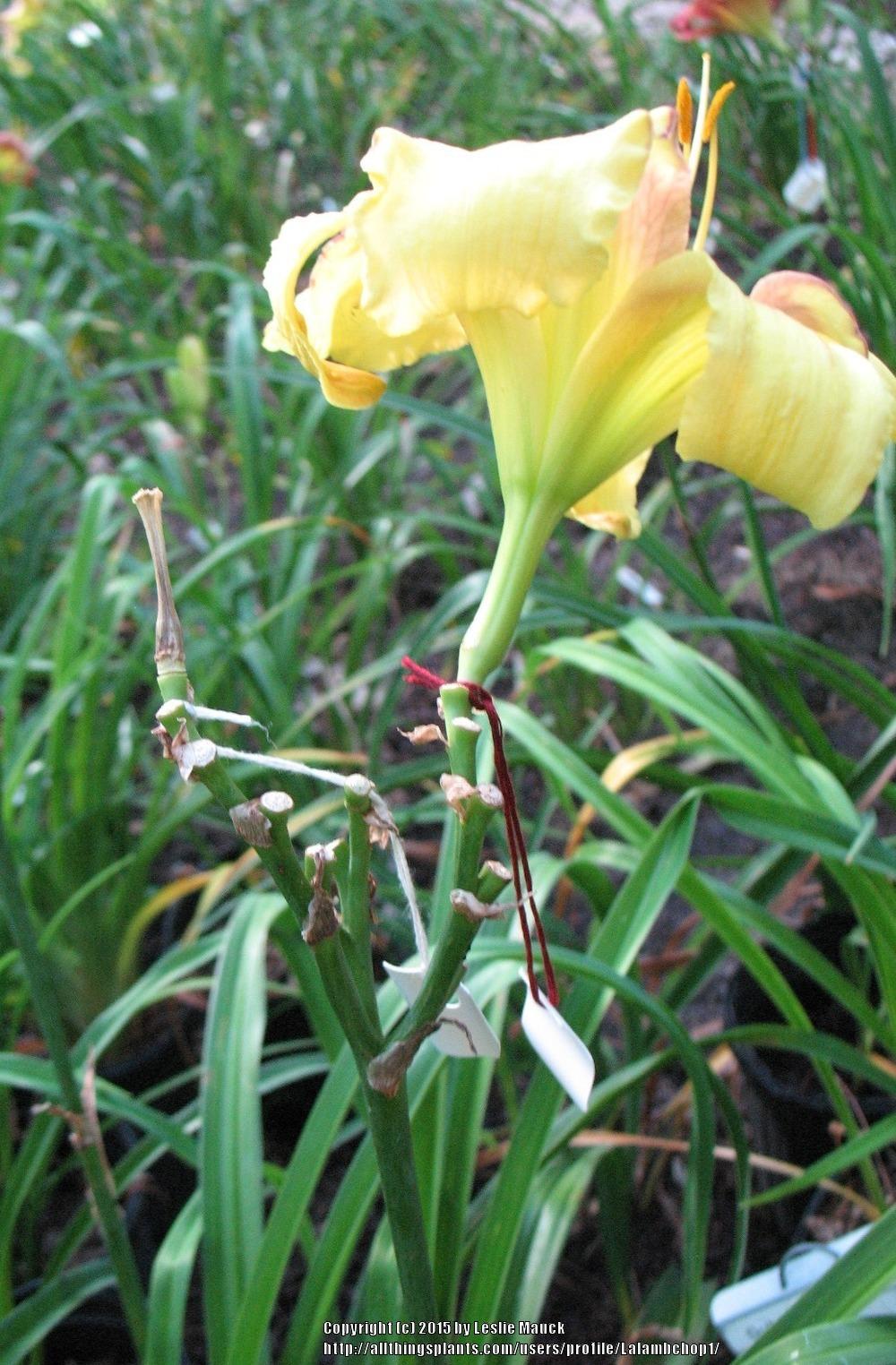 Photo of Daylily (Hemerocallis 'Viva Pinata') uploaded by Lalambchop1