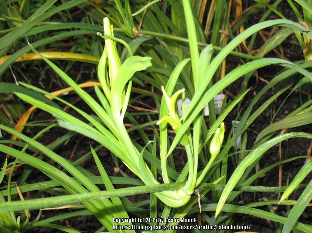 Photo of Daylily (Hemerocallis 'Green Arrow') uploaded by Lalambchop1