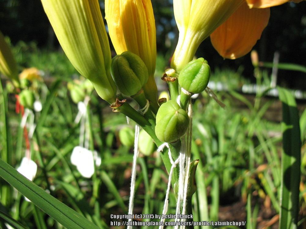 Photo of Daylily (Hemerocallis 'Jerry Pate Williams') uploaded by Lalambchop1
