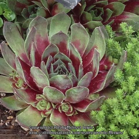 Photo of Hen and Chicks (Sempervivum 'Ruby Heart') uploaded by MLewis