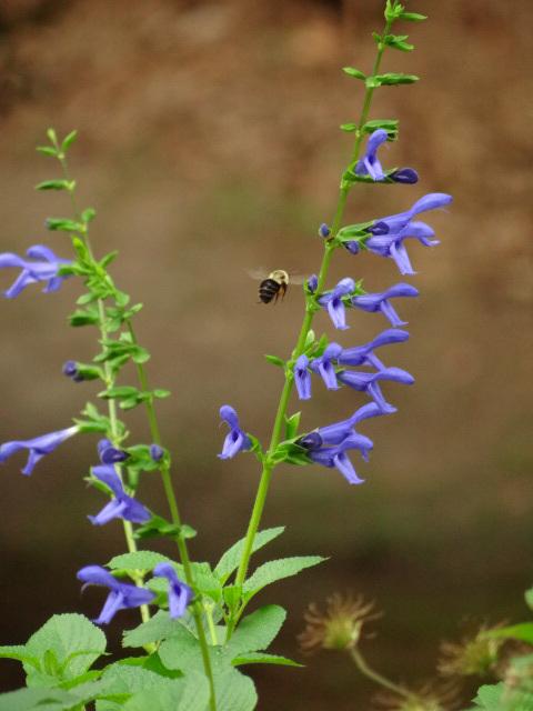 Photo of Salvia (Salvia coerulea 'Blue Ensign') uploaded by Sheridragonfly