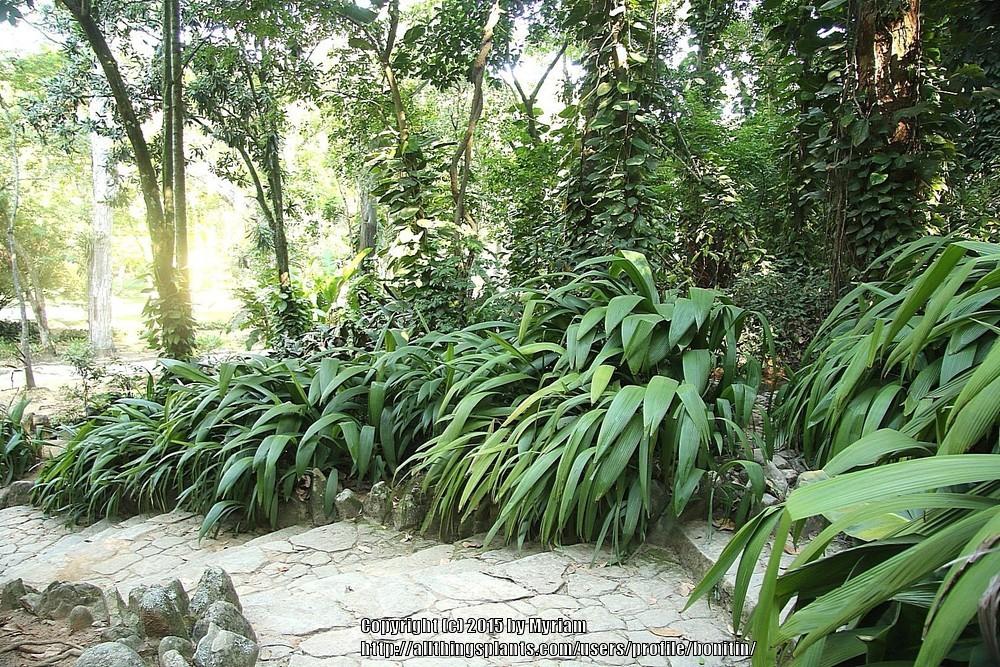 Photo of Palm Grass (Curculigo capitulata) uploaded by bonitin