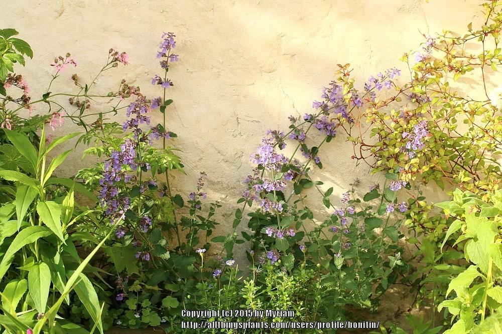 Photo of Catmint (Nepeta x faassenii 'Walker's Low') uploaded by bonitin
