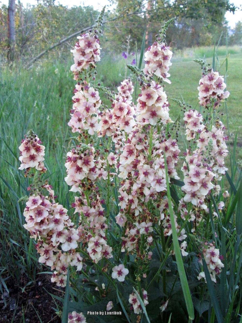 Photo of Ornamental Mullein (Verbascum 'Southern Charm') uploaded by lauribob