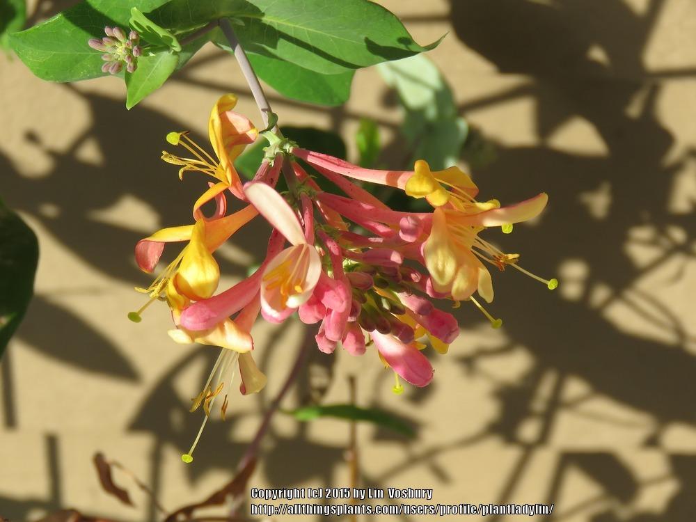 Photo of Gold Flame Honeysuckle (Lonicera x heckrottii 'Gold Flame') uploaded by plantladylin