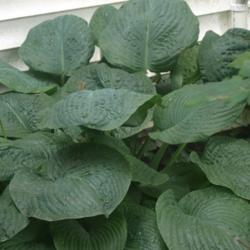 Location: Allentown, Pennsylvania
Date: 2015-06-20
One of our large-leaved, corrugated hostas - all are grown from s