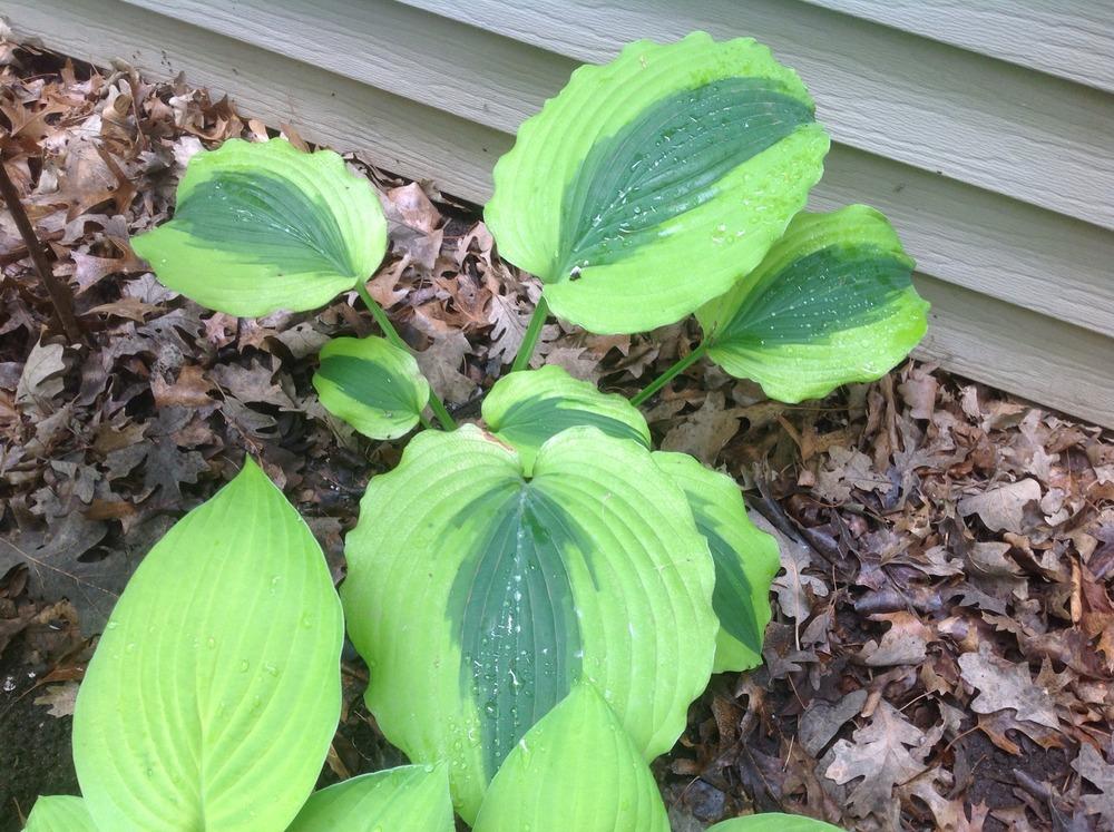 Photo of Hosta 'Goodness Gracious' uploaded by Cookies4kids