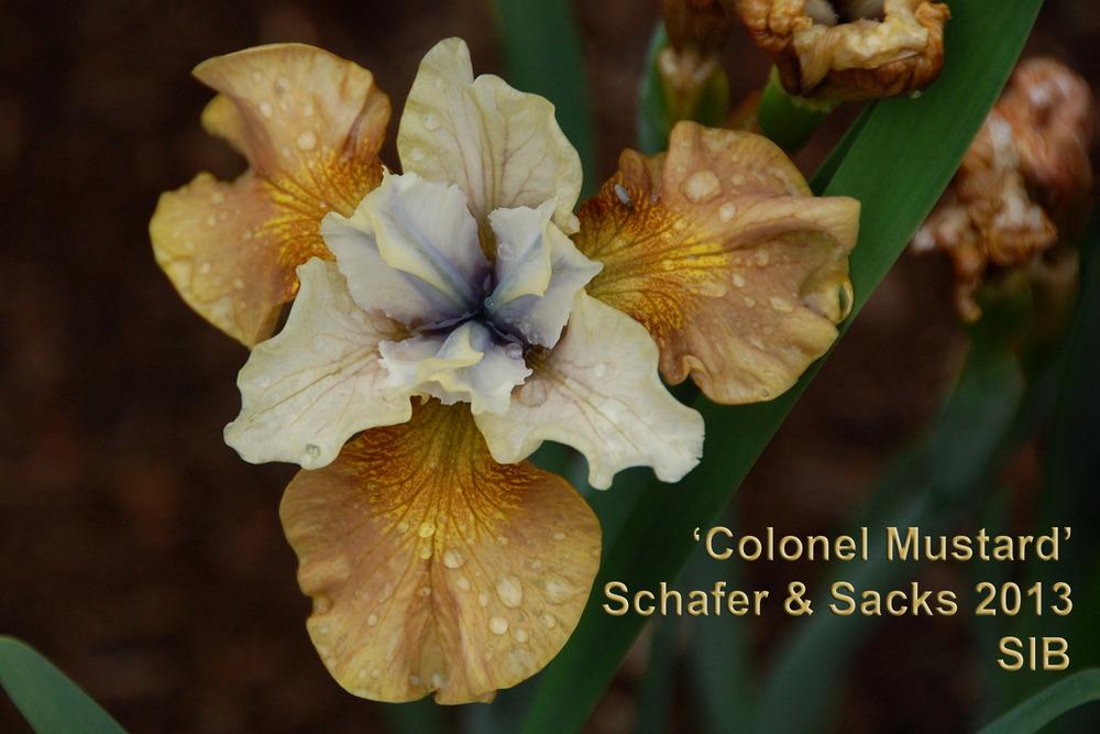 Photo of Siberian Iris (Iris 'Colonel Mustard') uploaded by Mikey