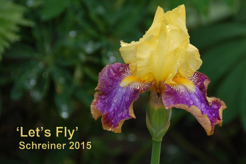 Photo of Tall Bearded Iris (Iris 'Let's Fly') uploaded by Mikey