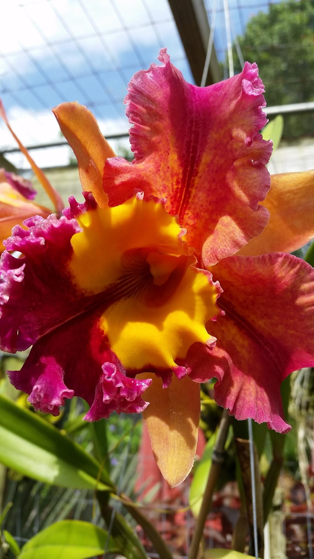 Photo of Orchid (Rhyncholaeliocattleya Paradise Jewel) uploaded by akatarina