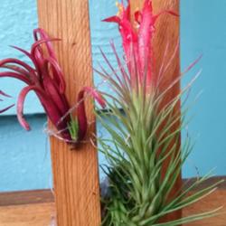 Location: St. Petersburg, FL
Date: 2015-06-17
A beautiful Tillandsia funckiana (#198) in bloom, hanging out wit