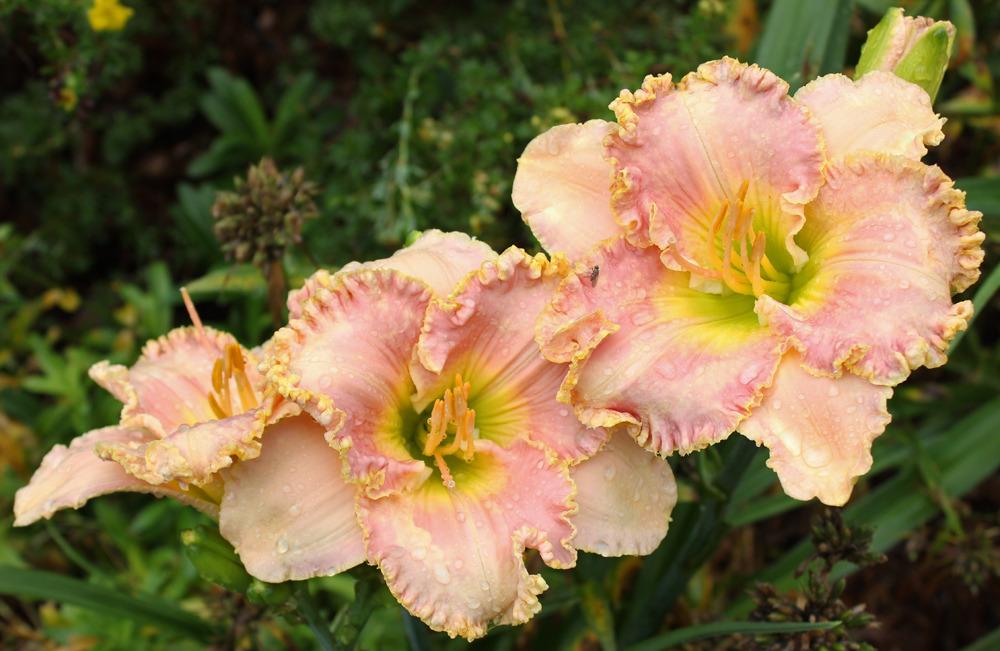 Photo of Daylily (Hemerocallis 'Belle Cook') uploaded by blue23rose